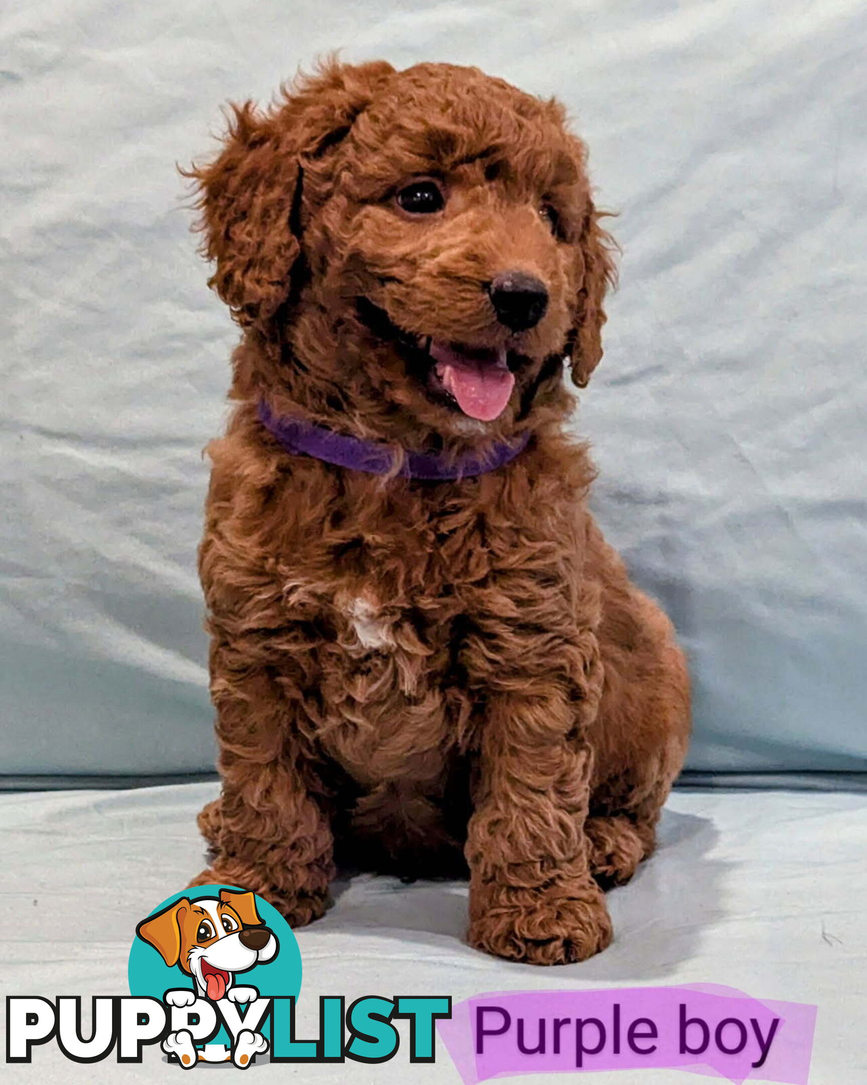 Spoodle Puppies Awaiting Their Forever Home