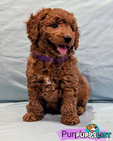 Spoodle Puppies Awaiting Their Forever Home