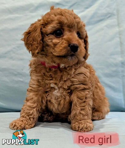 Spoodle Puppies Awaiting Their Forever Home