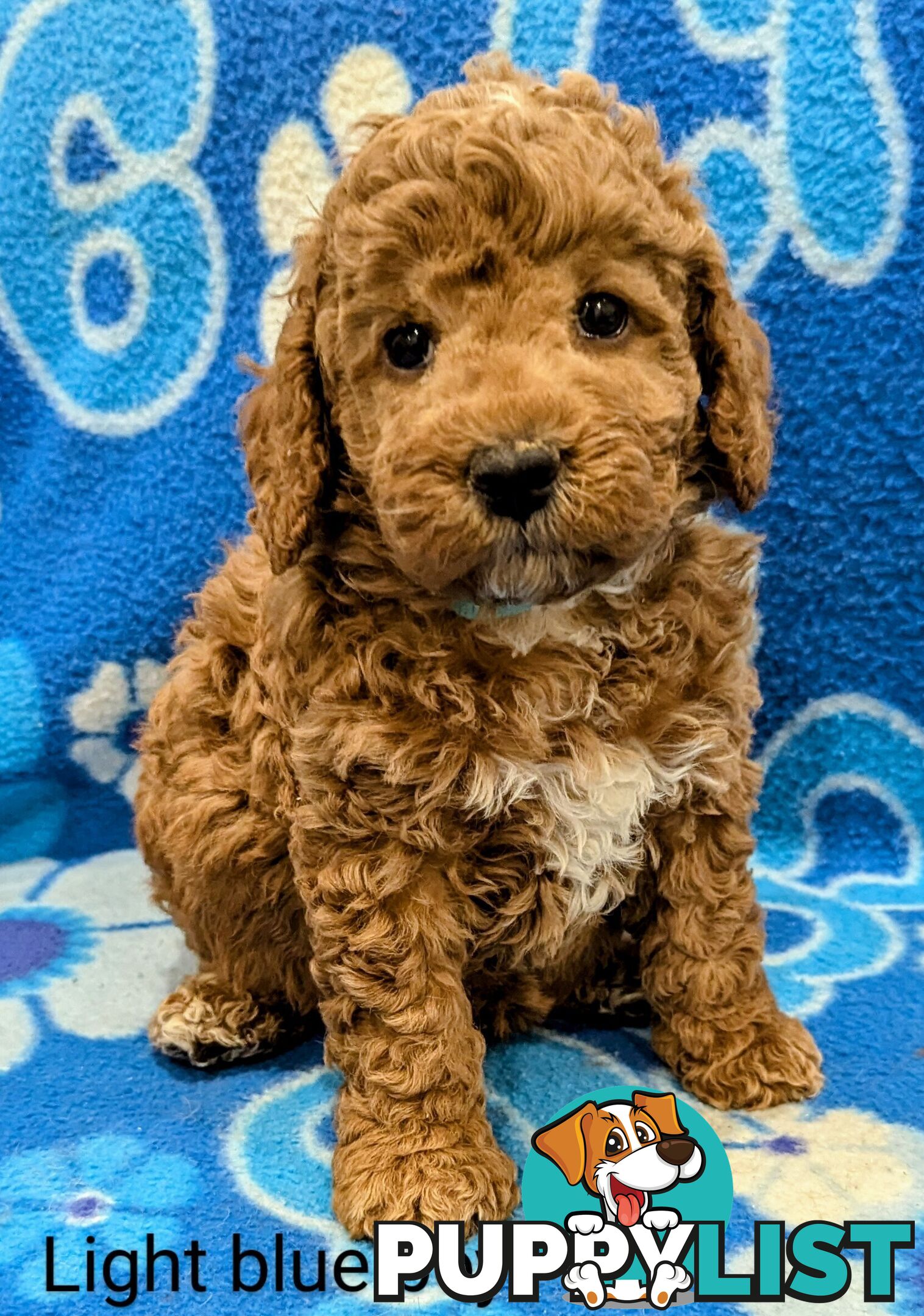 Parents DNA Tested Ready To Go Home Miniture Spoodle Puppies