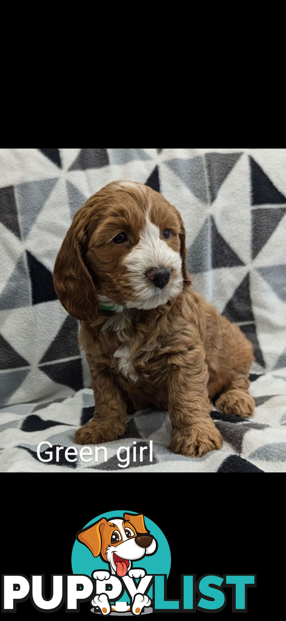 Miniture Spoodle Puppies Awaiting Their Forever Homes