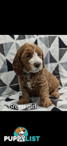 Miniture Spoodle Puppies Awaiting Their Forever Homes