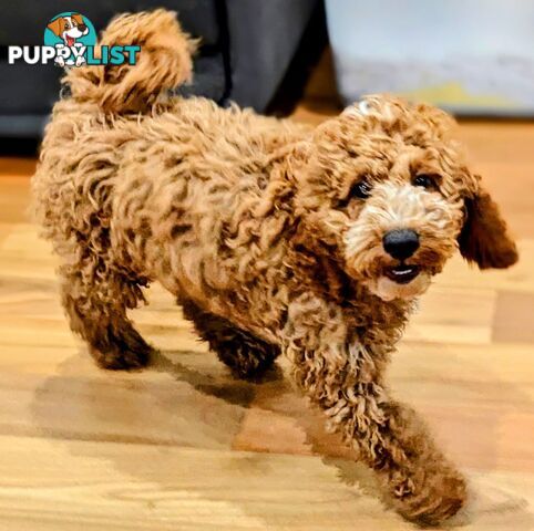 Miniture Spoodle Puppies Awaiting Their Forever Homes