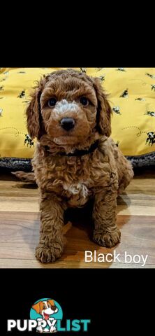 Miniture Spoodle Puppies Awaiting Their Forever Homes