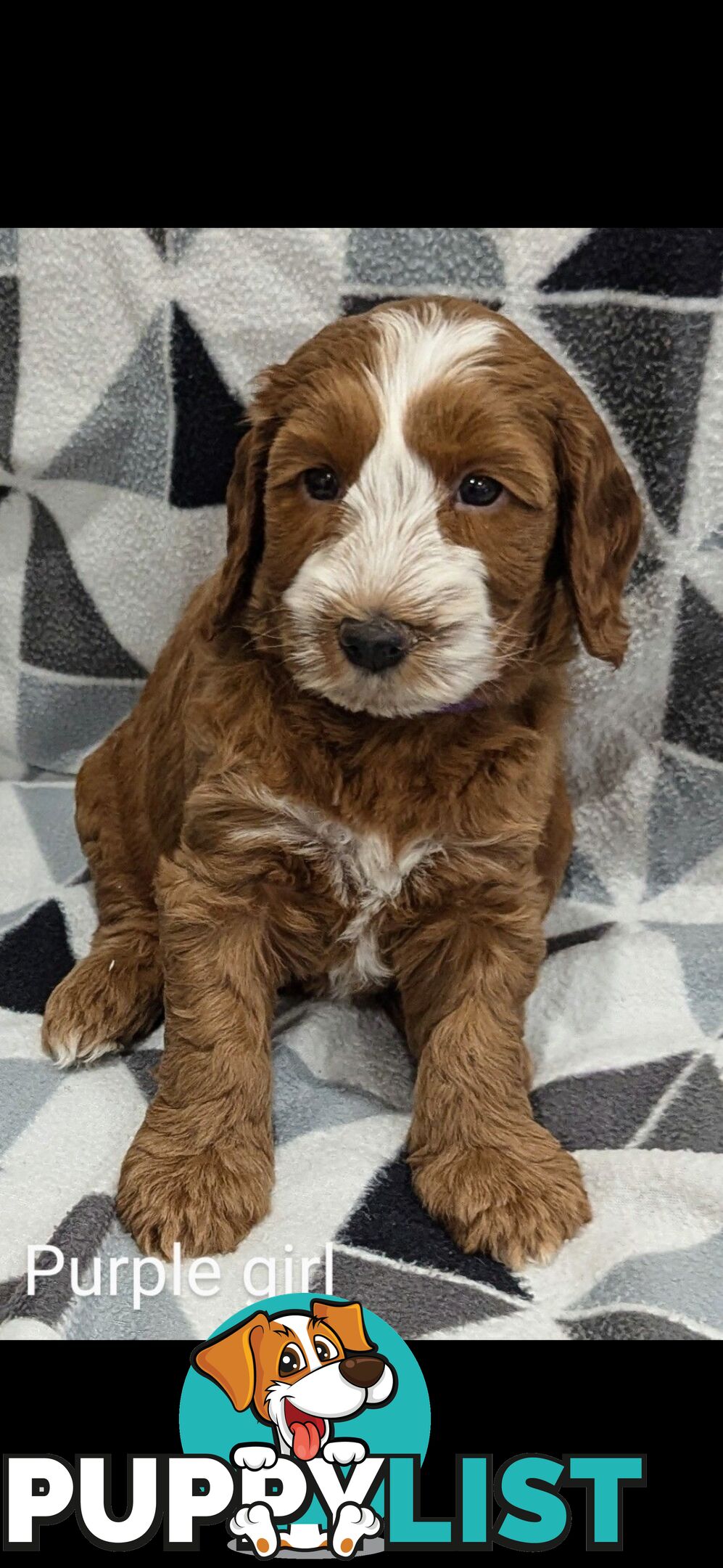 Miniture Spoodle Puppies Awaiting Their Forever Homes