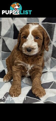 Miniture Spoodle Puppies Awaiting Their Forever Homes