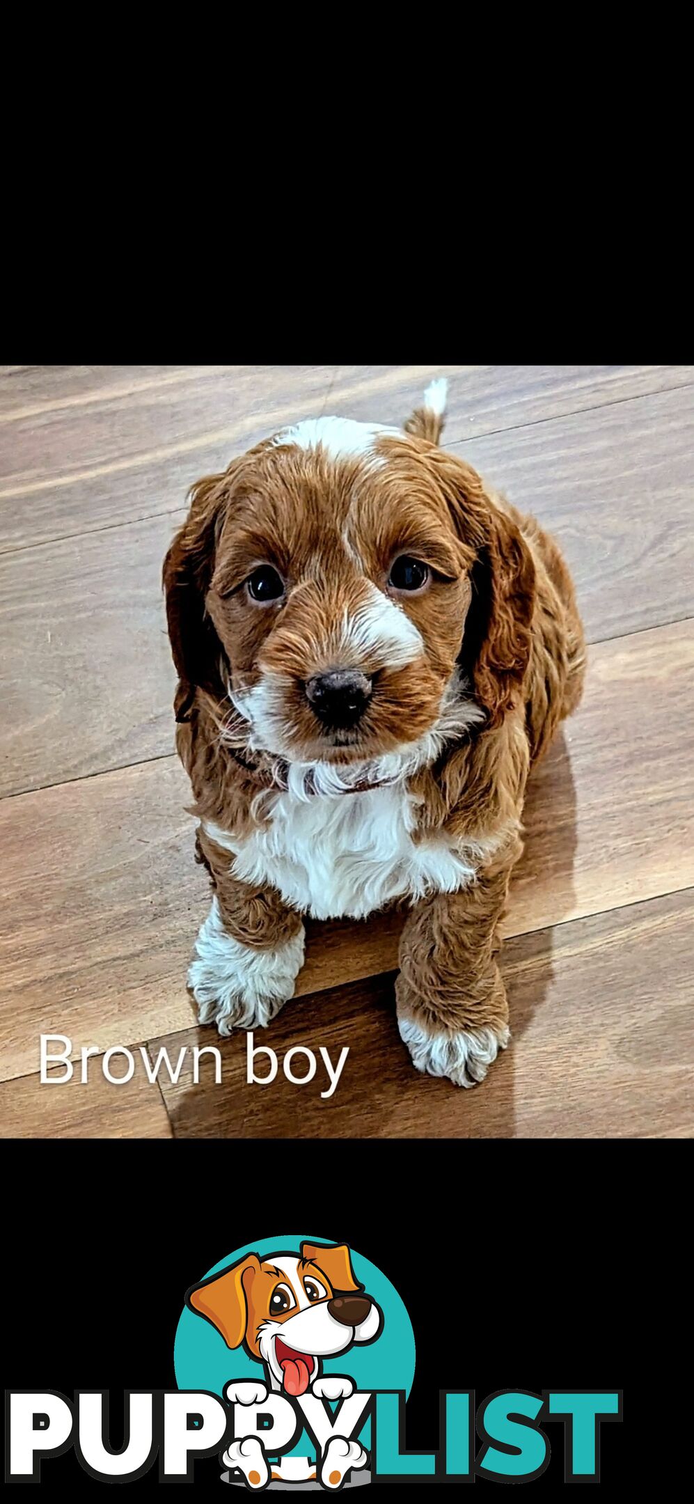 Miniture Spoodle Puppies Awaiting Their Forever Homes