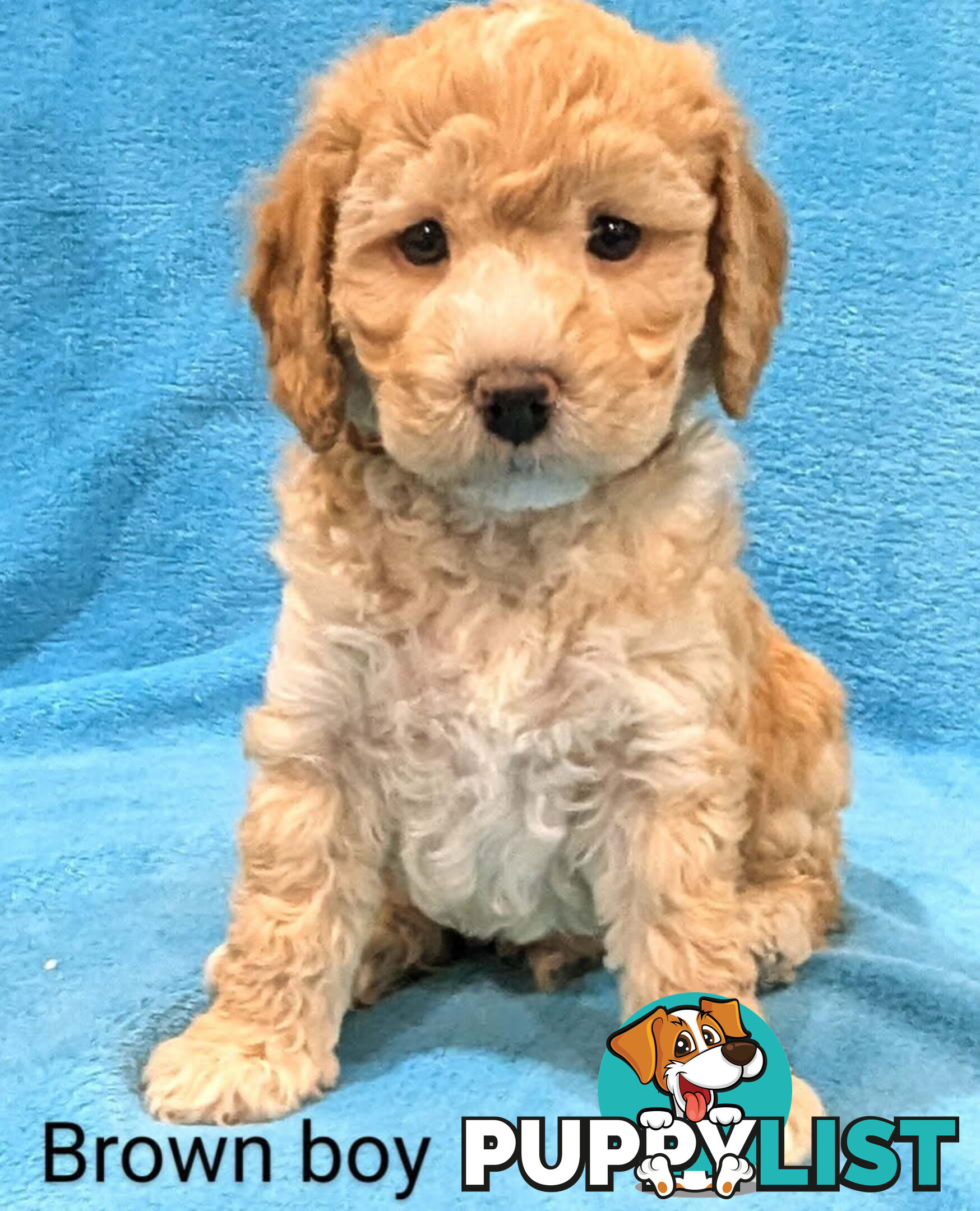 Miniture Spoodle Puppies Awaiting Their Forever Home