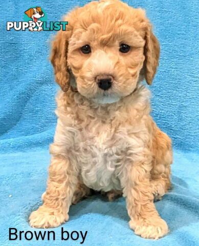 Miniture Spoodle Puppies Awaiting Their Forever Home