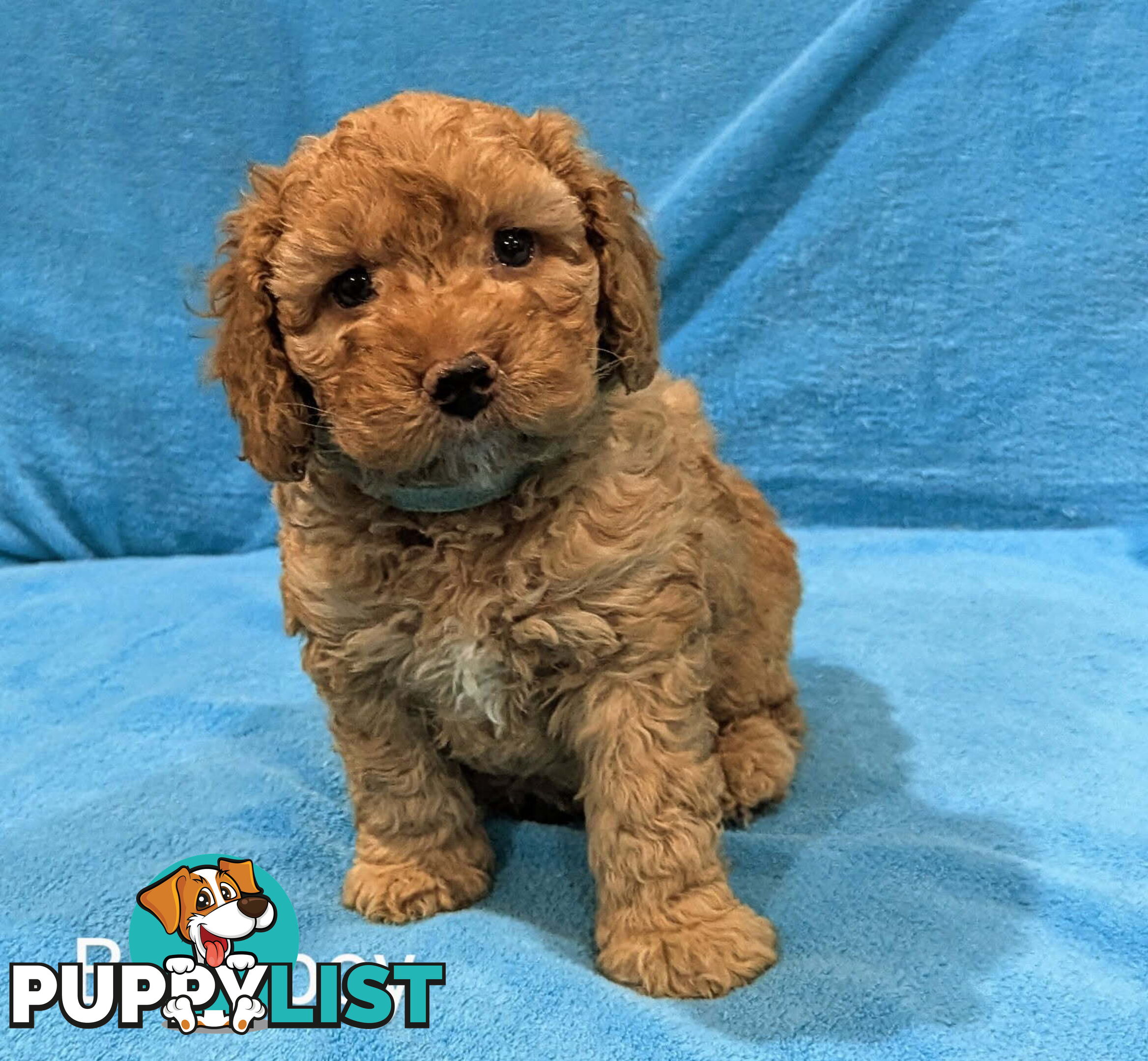 Miniture Spoodle Puppies Awaiting Their Forever Home