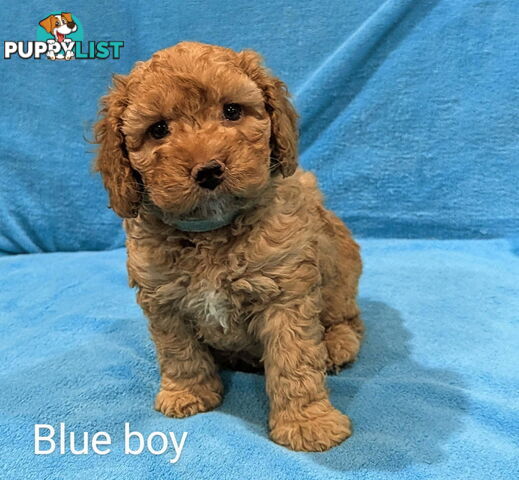 Miniture Spoodle Puppies Awaiting Their Forever Home
