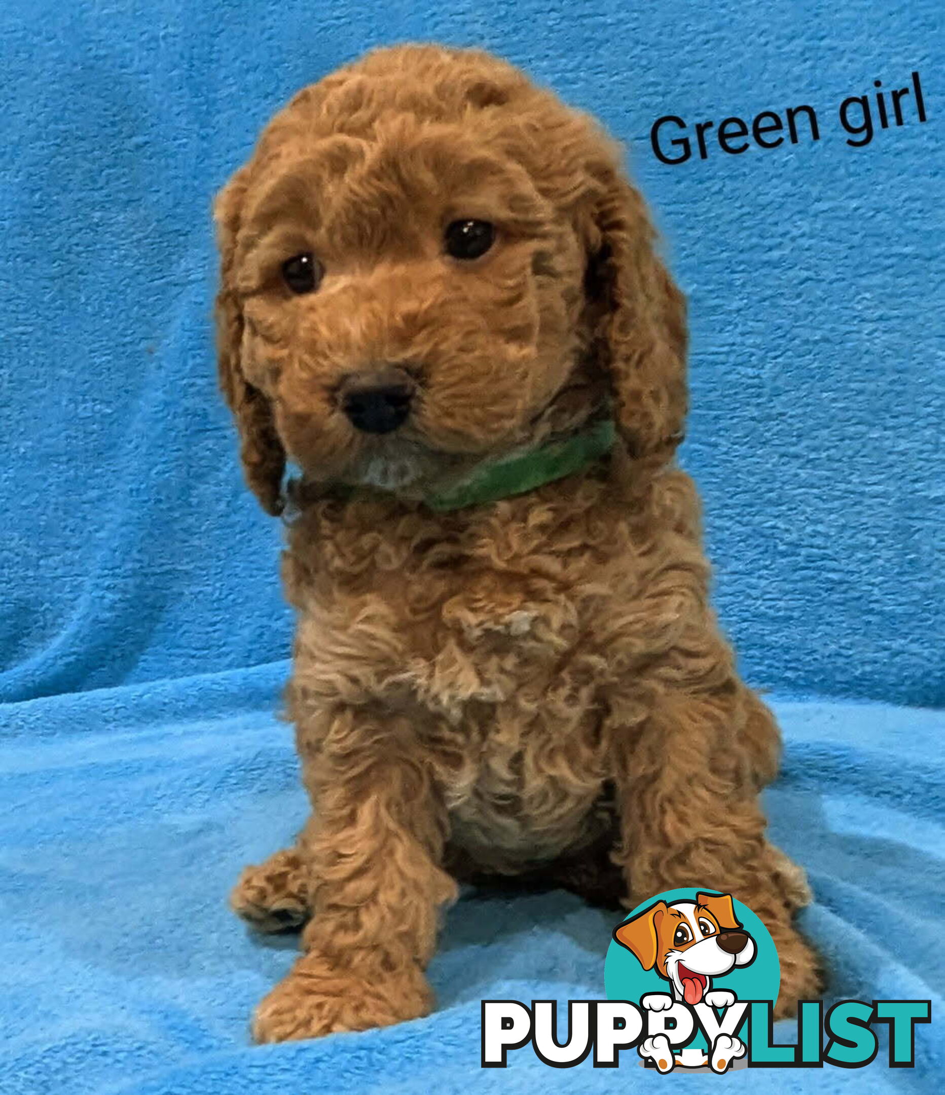Miniture Spoodle Puppies Awaiting Their Forever Home