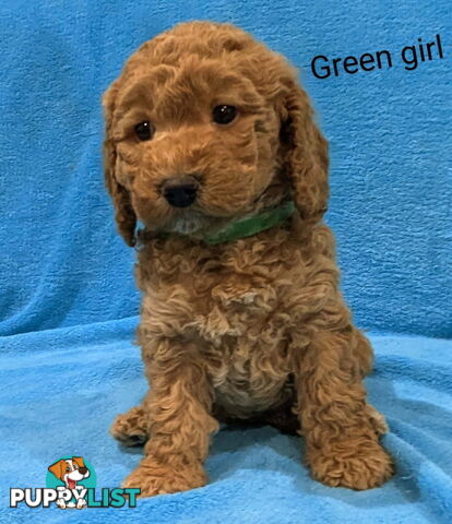 Miniture Spoodle Puppies Awaiting Their Forever Home
