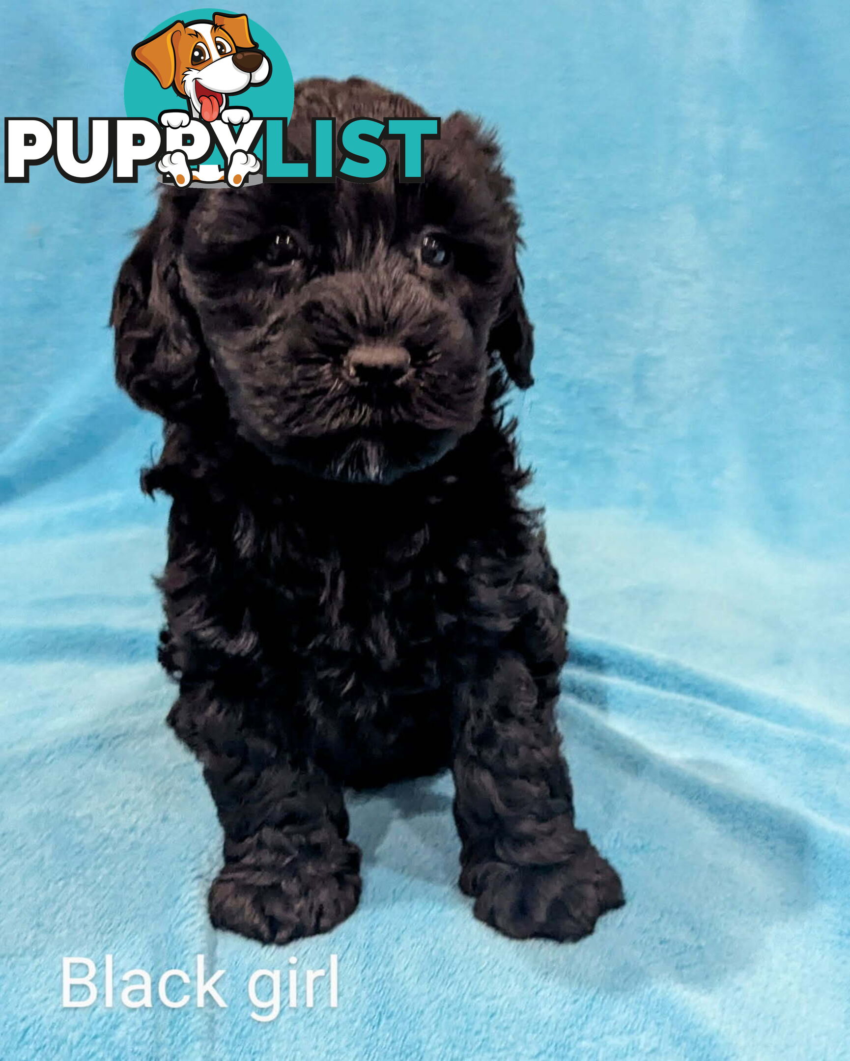 Miniture Spoodle Puppies Awaiting Their Forever Home