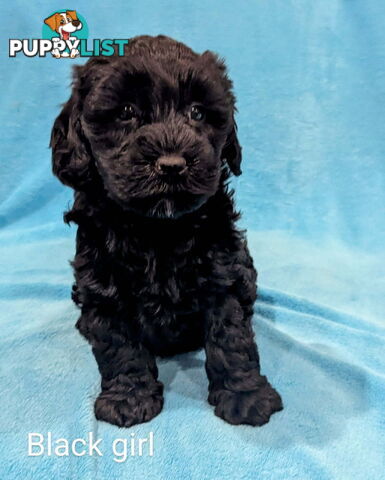 Miniture Spoodle Puppies Awaiting Their Forever Home