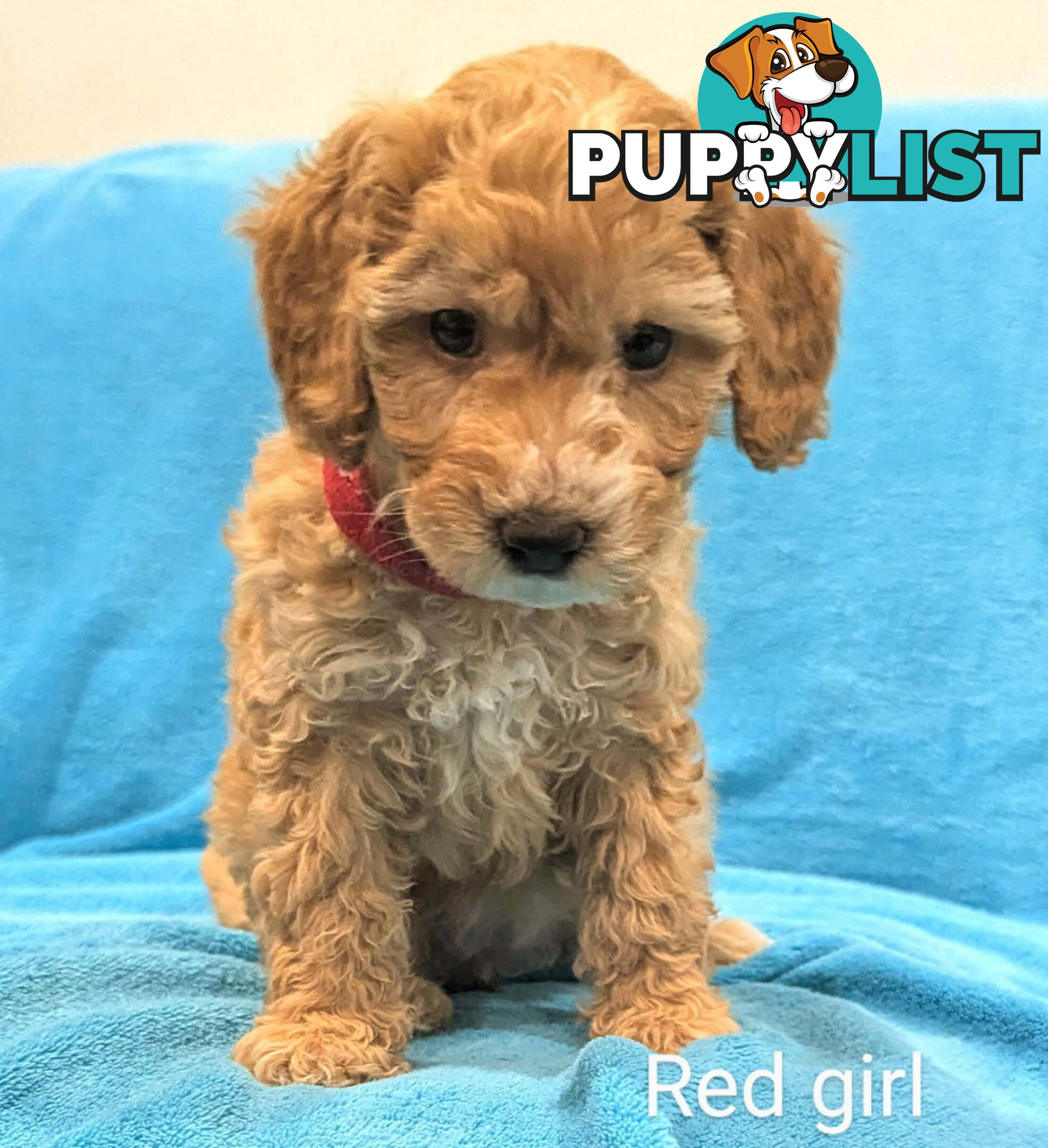 Miniture Spoodle Puppies Awaiting Their Forever Home