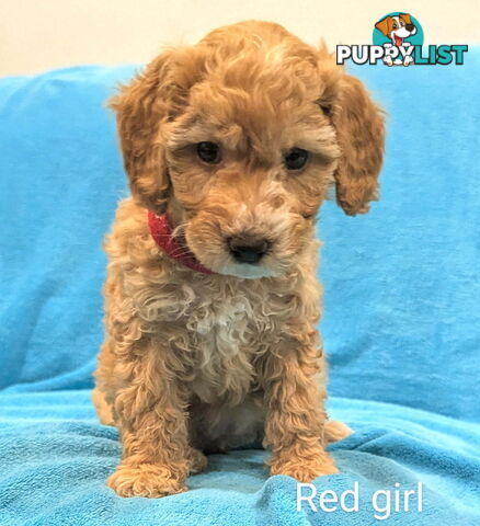 Miniture Spoodle Puppies Awaiting Their Forever Home