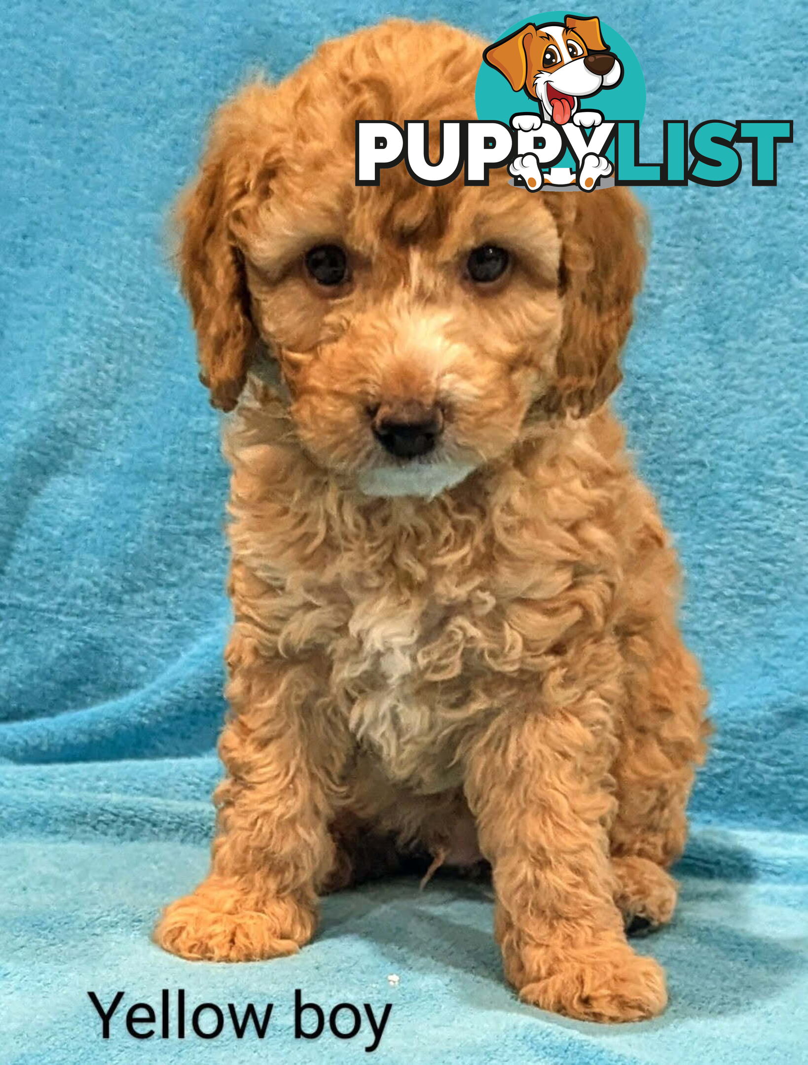 Miniture Spoodle Puppies Awaiting Their Forever Home