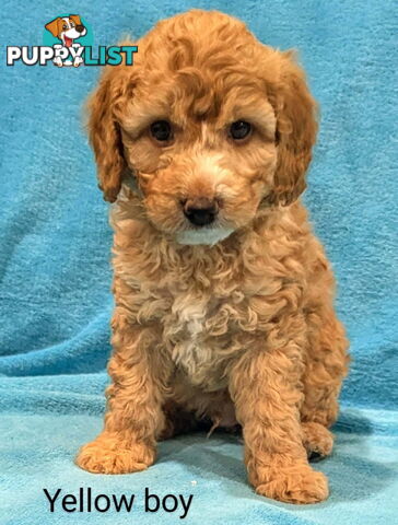 Miniture Spoodle Puppies Awaiting Their Forever Home