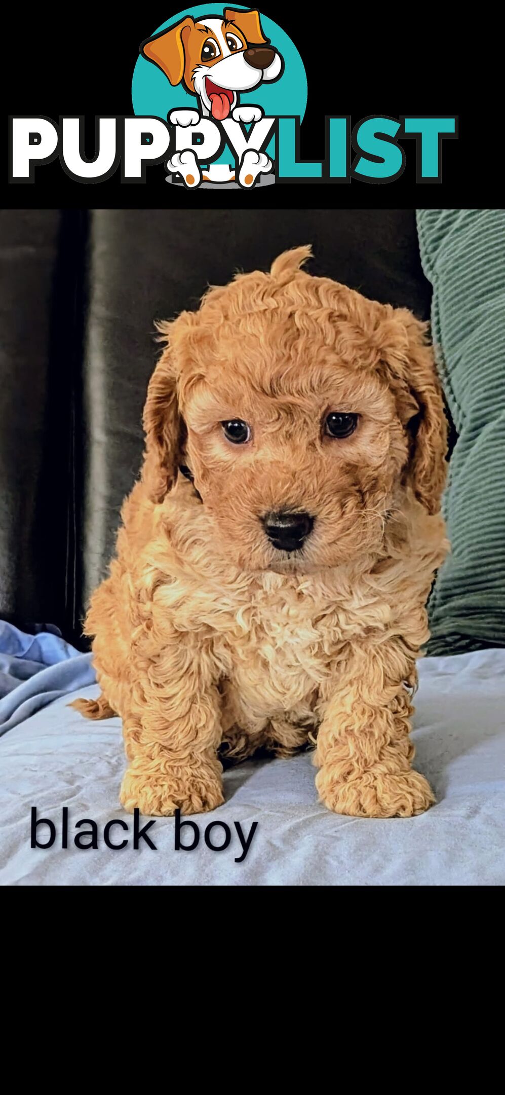 Miniture Spoodle Puppies Awaiting Their Forver Home
