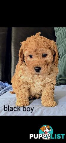 Miniture Spoodle Puppies Awaiting Their Forver Home