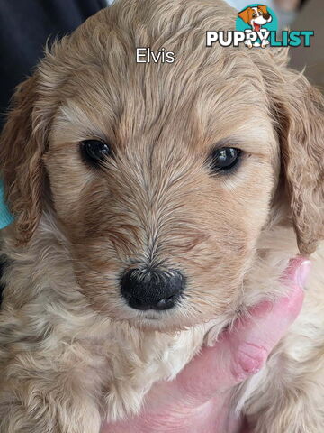 Groodle puppies