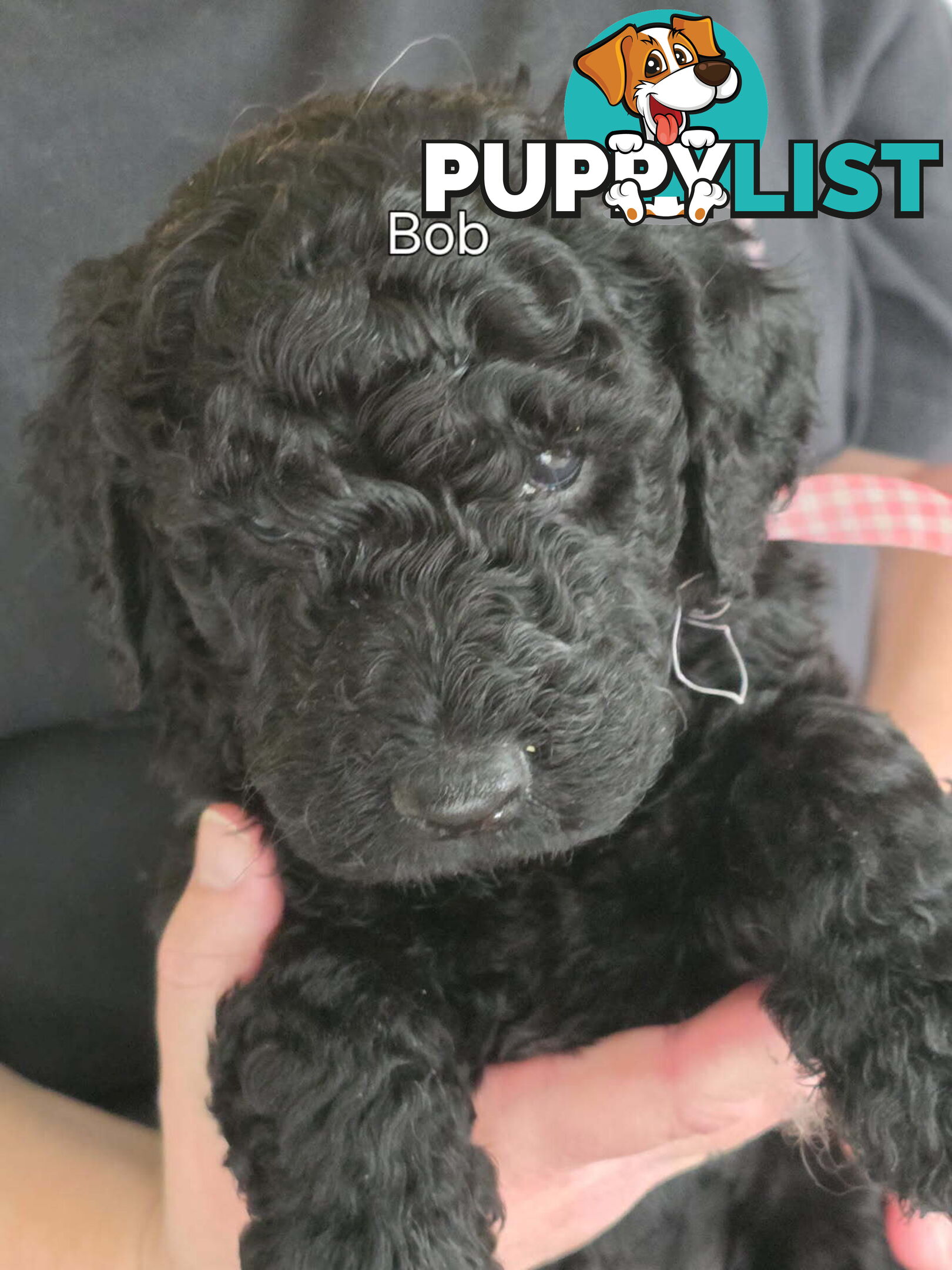 Groodle puppies