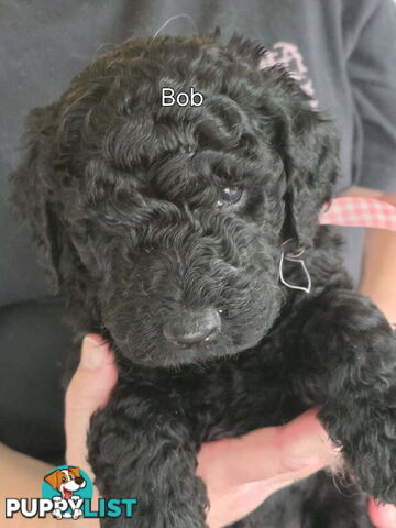 Groodle puppies