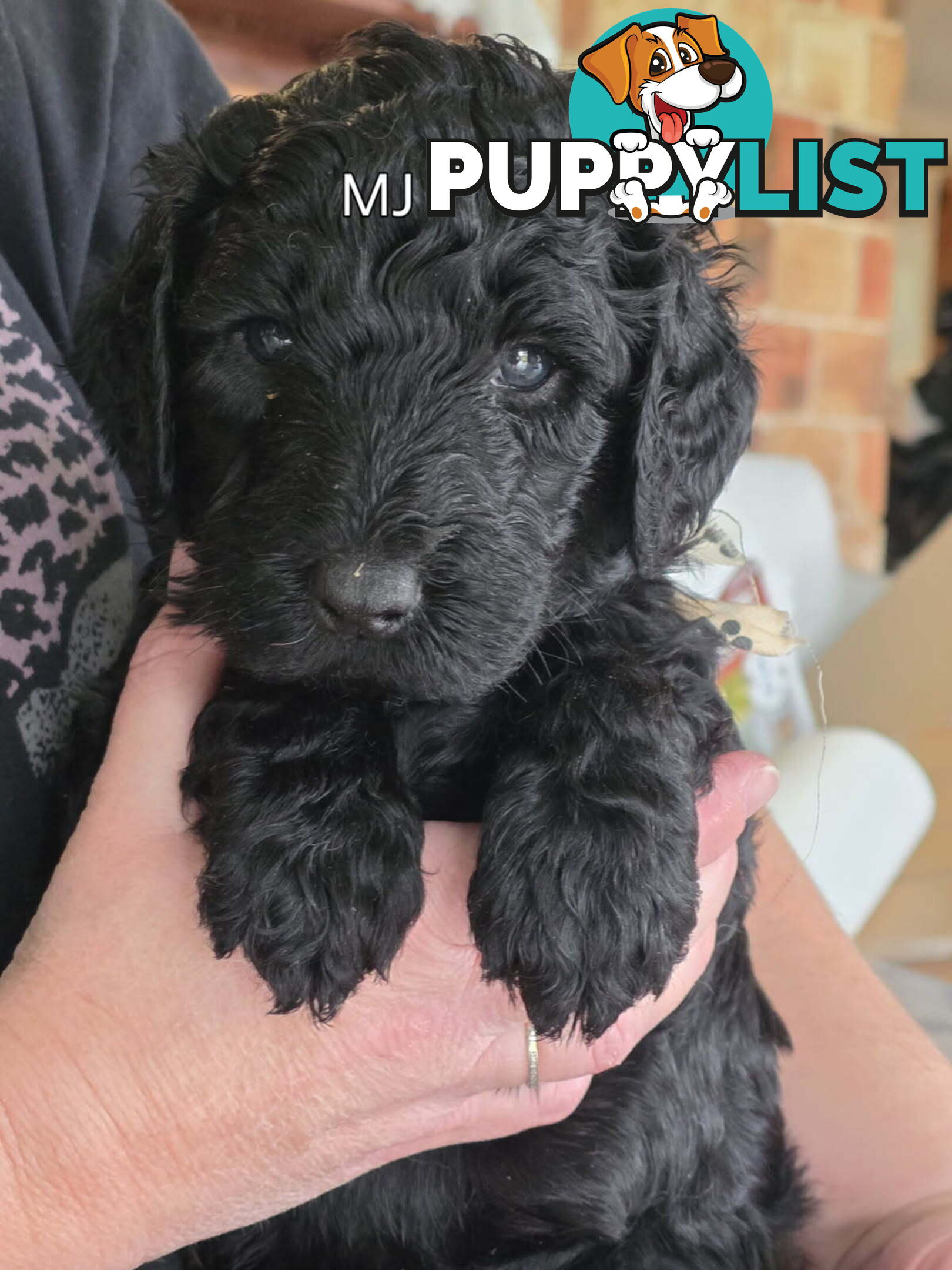 Groodle puppies