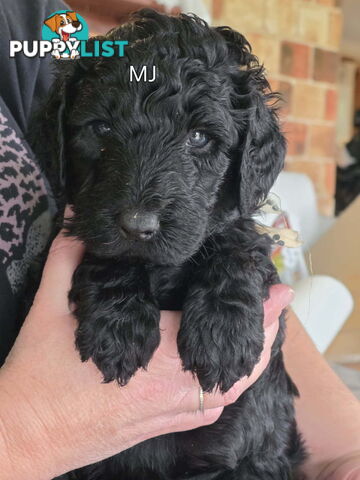 Groodle puppies