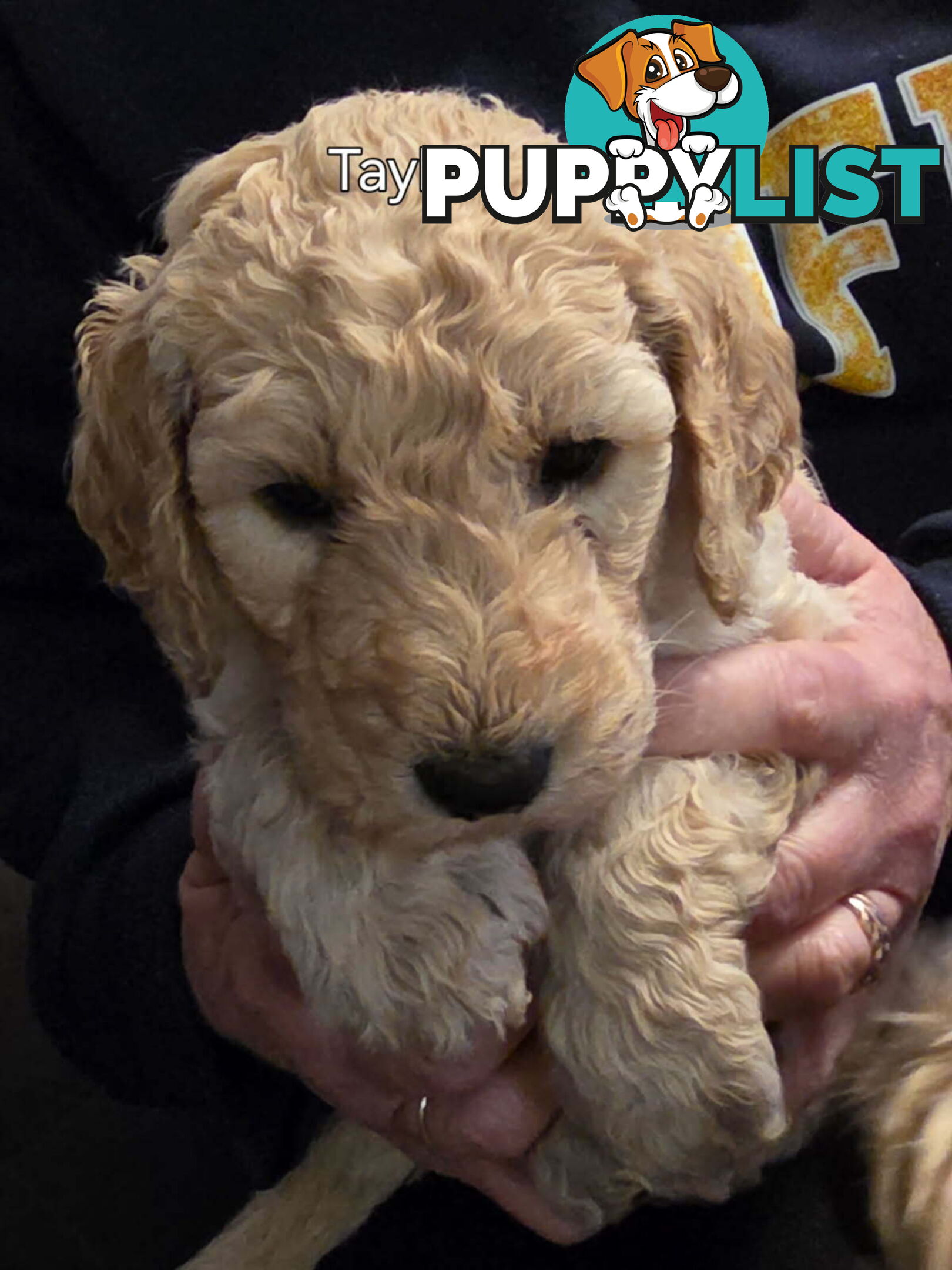 Groodle puppies