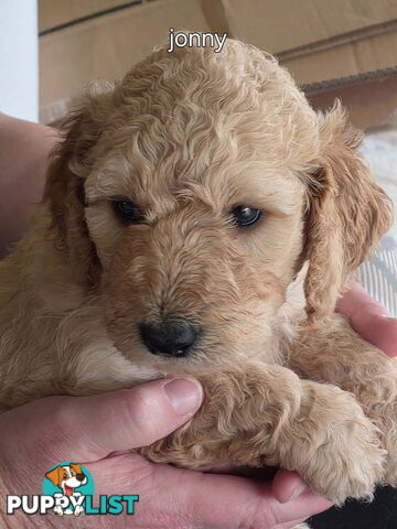 Groodle puppies