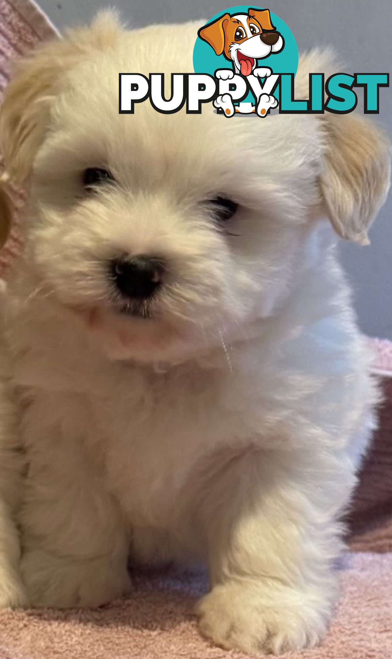 White Maltese Puppies