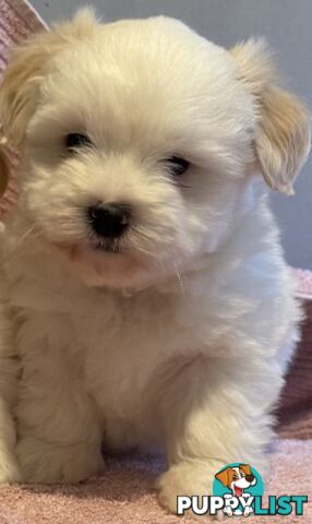 White Maltese Puppies