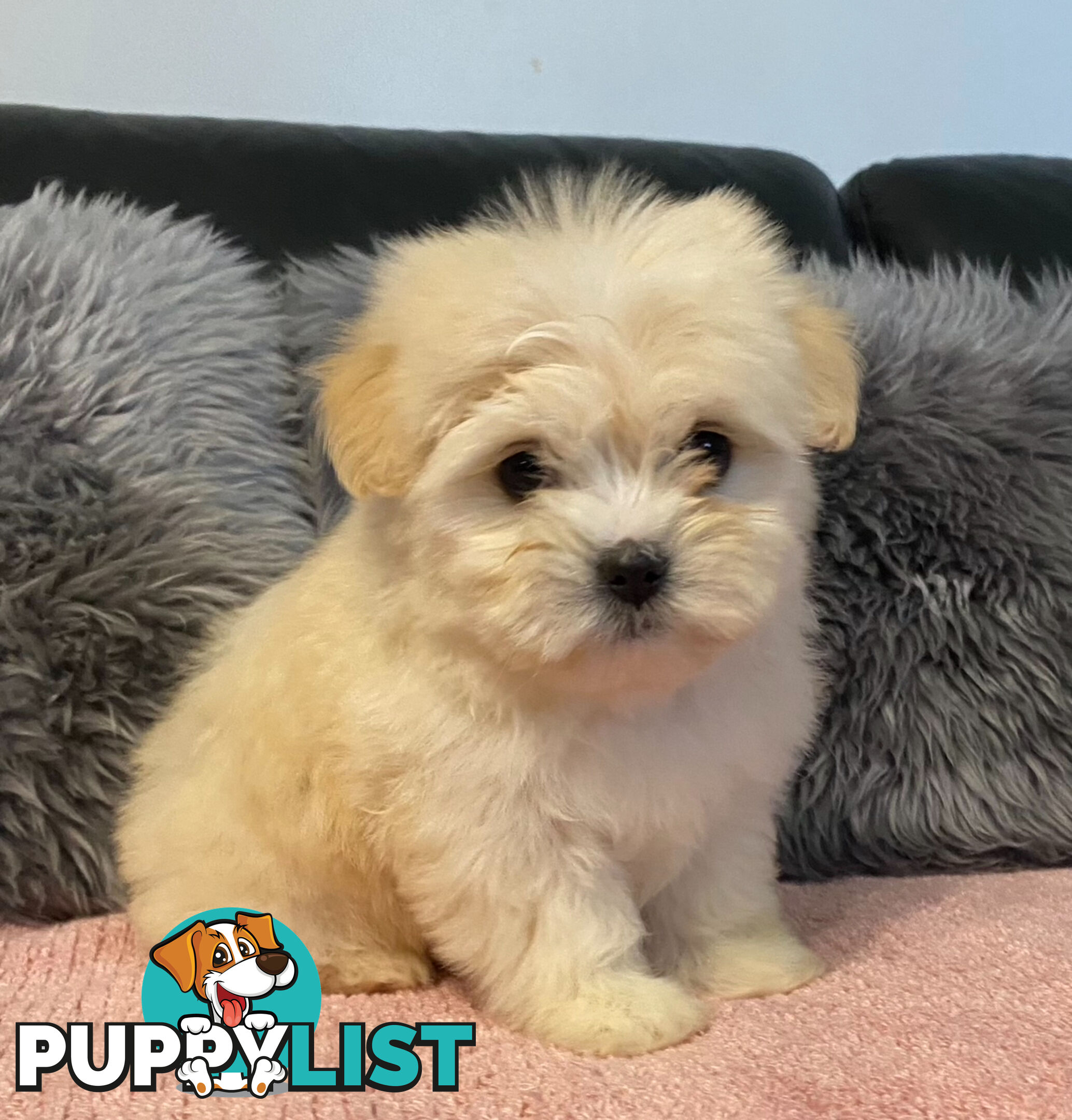 Maltese Puppies