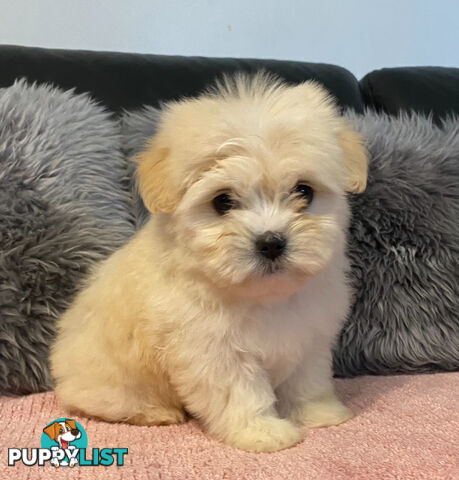 Maltese Puppies