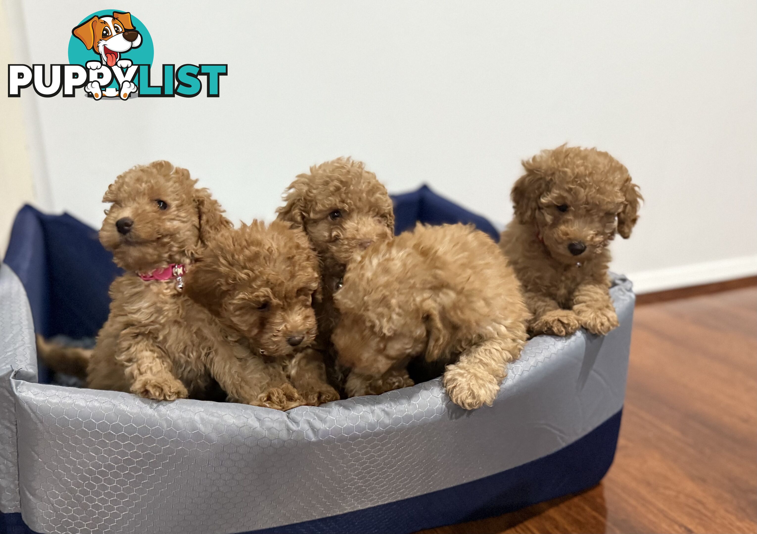 Purebred toy poodles