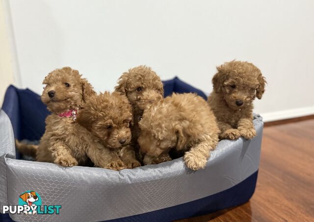 Purebred toy poodles