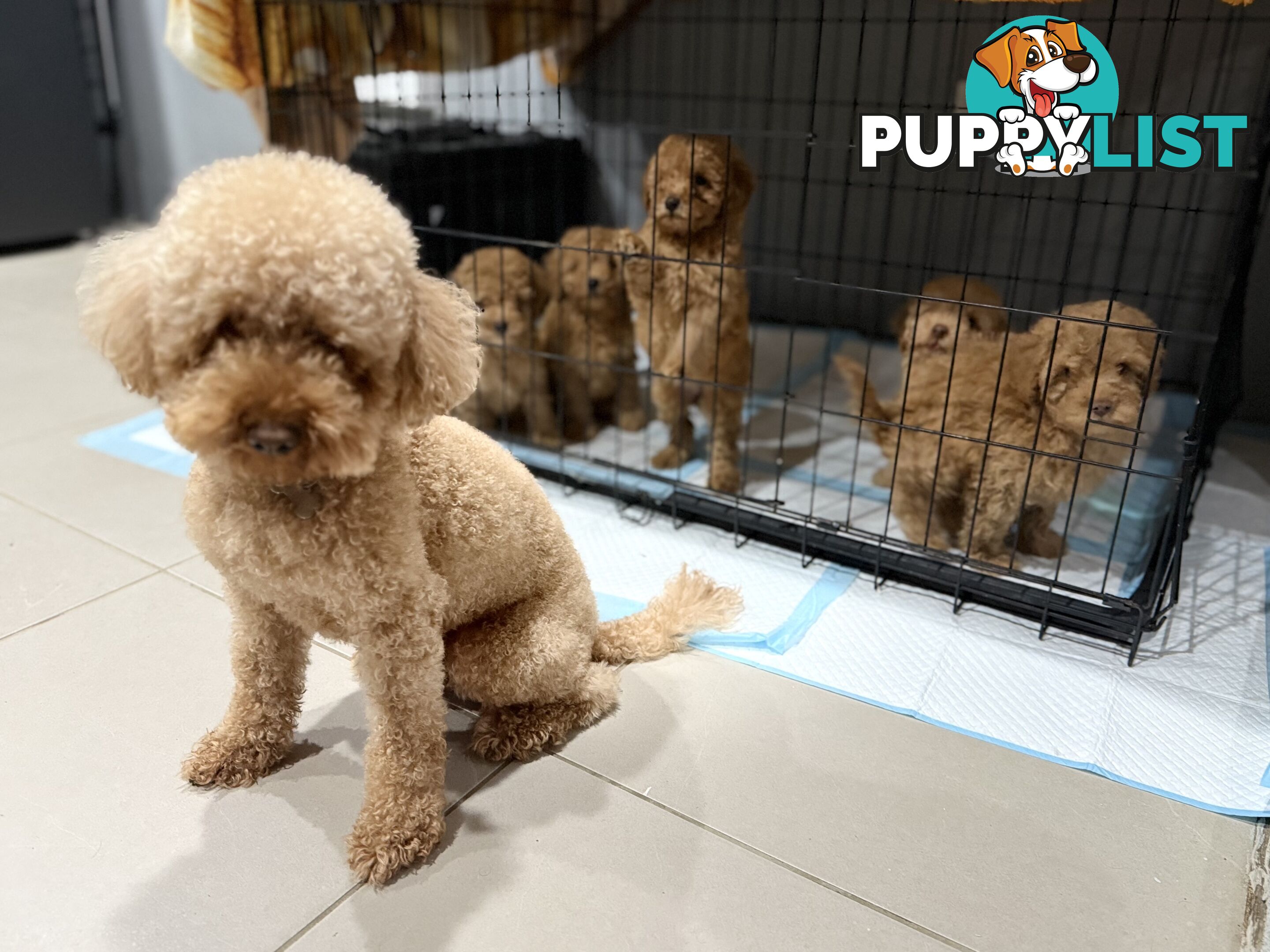 Purebred toy poodles