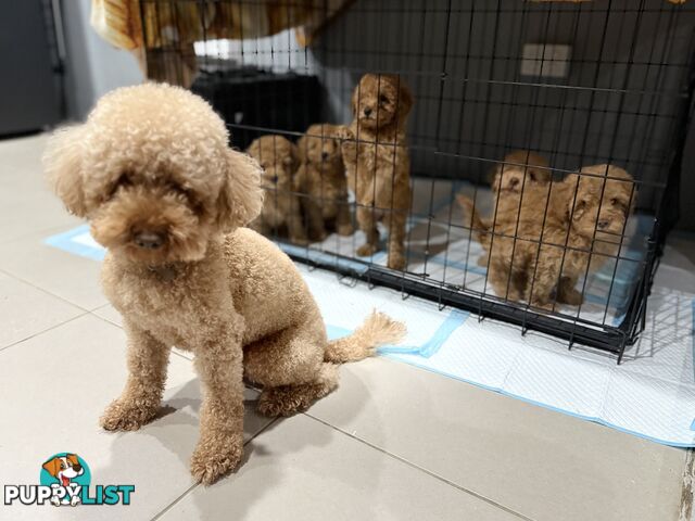 Purebred toy poodles