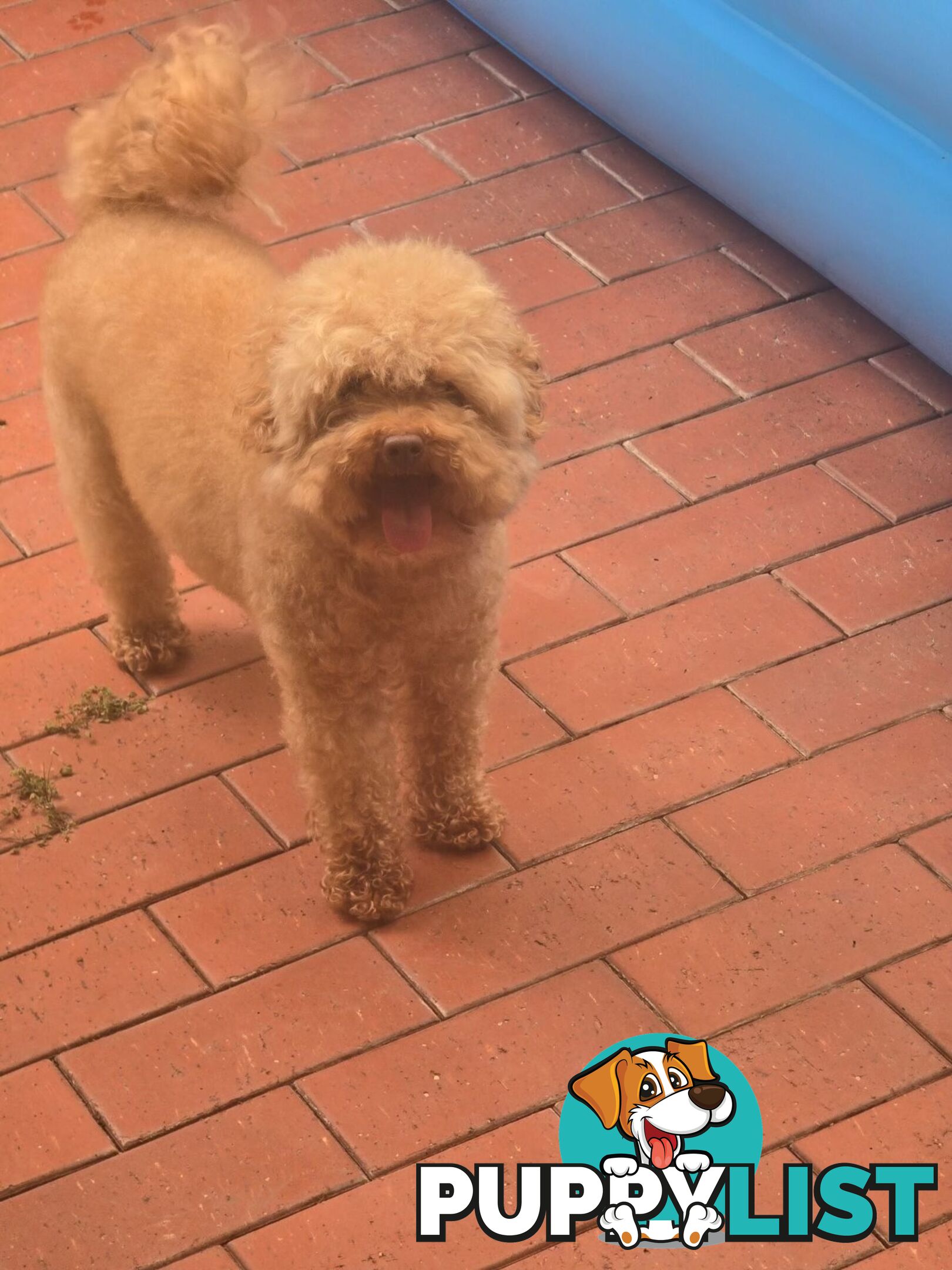 Purebred toy poodles