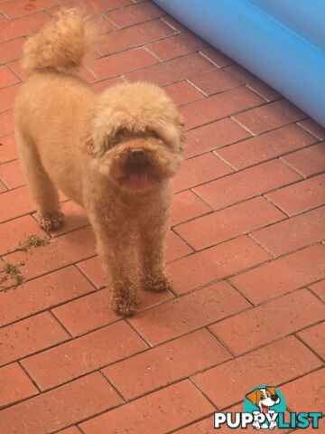 Purebred toy poodles