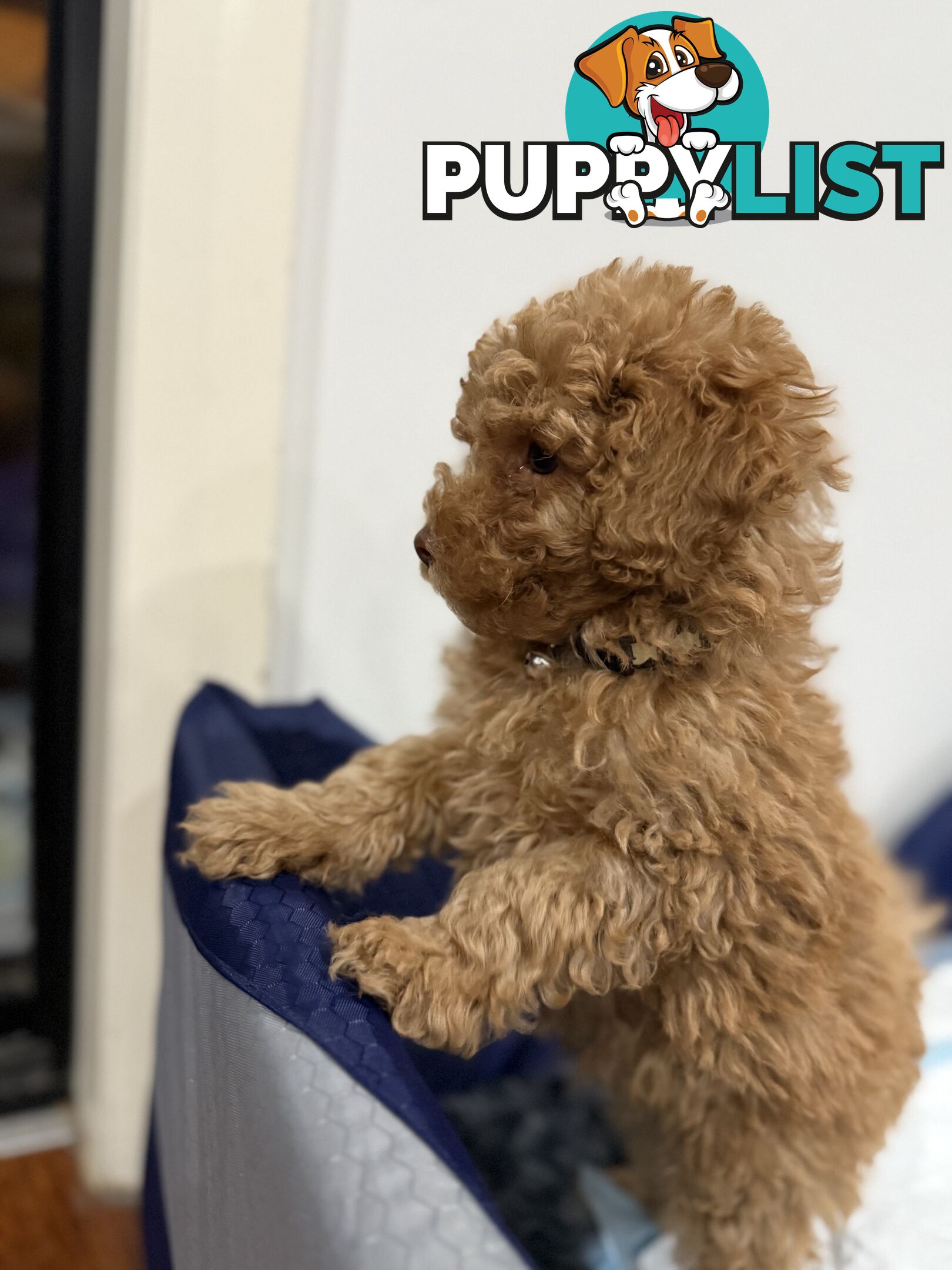 Purebred toy poodles
