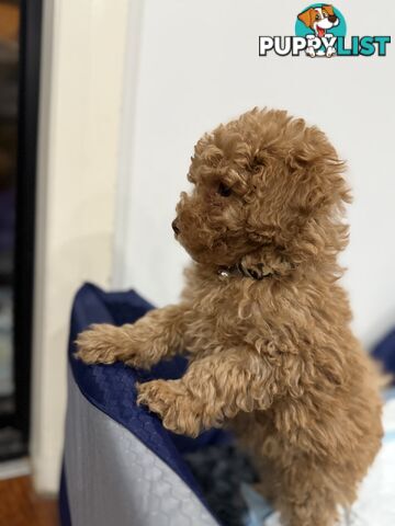 Purebred toy poodles