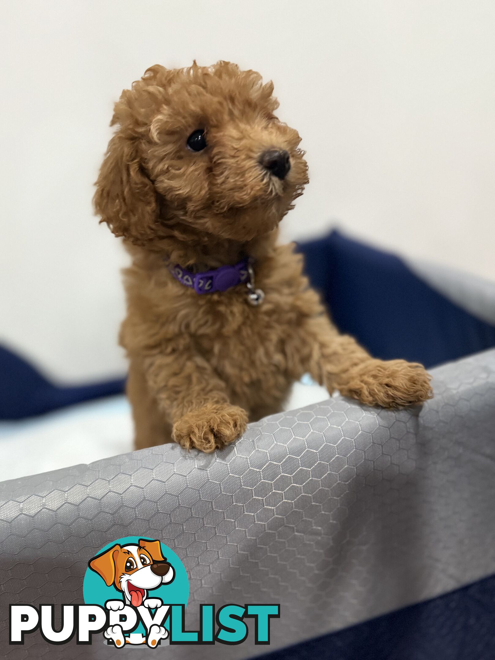 Purebred toy poodles