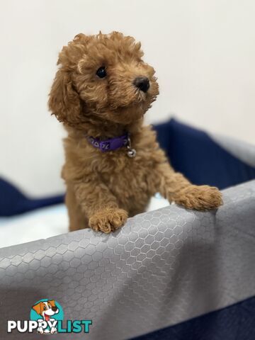 Purebred toy poodles