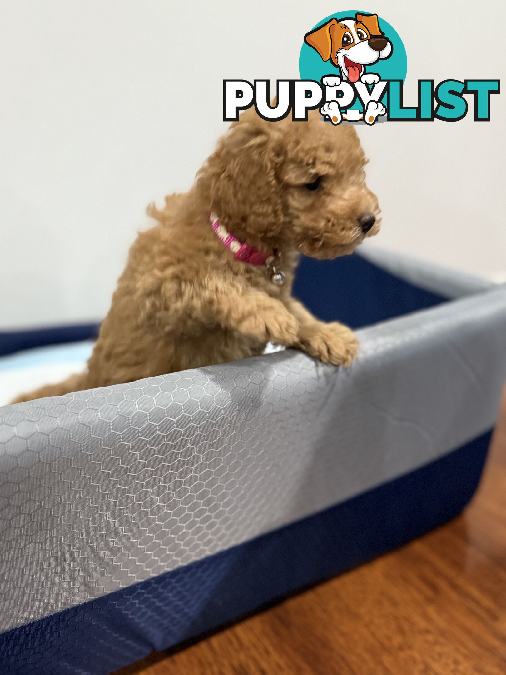 Purebred toy poodles