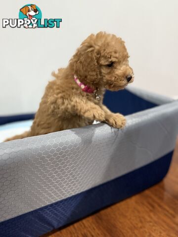 Purebred toy poodles
