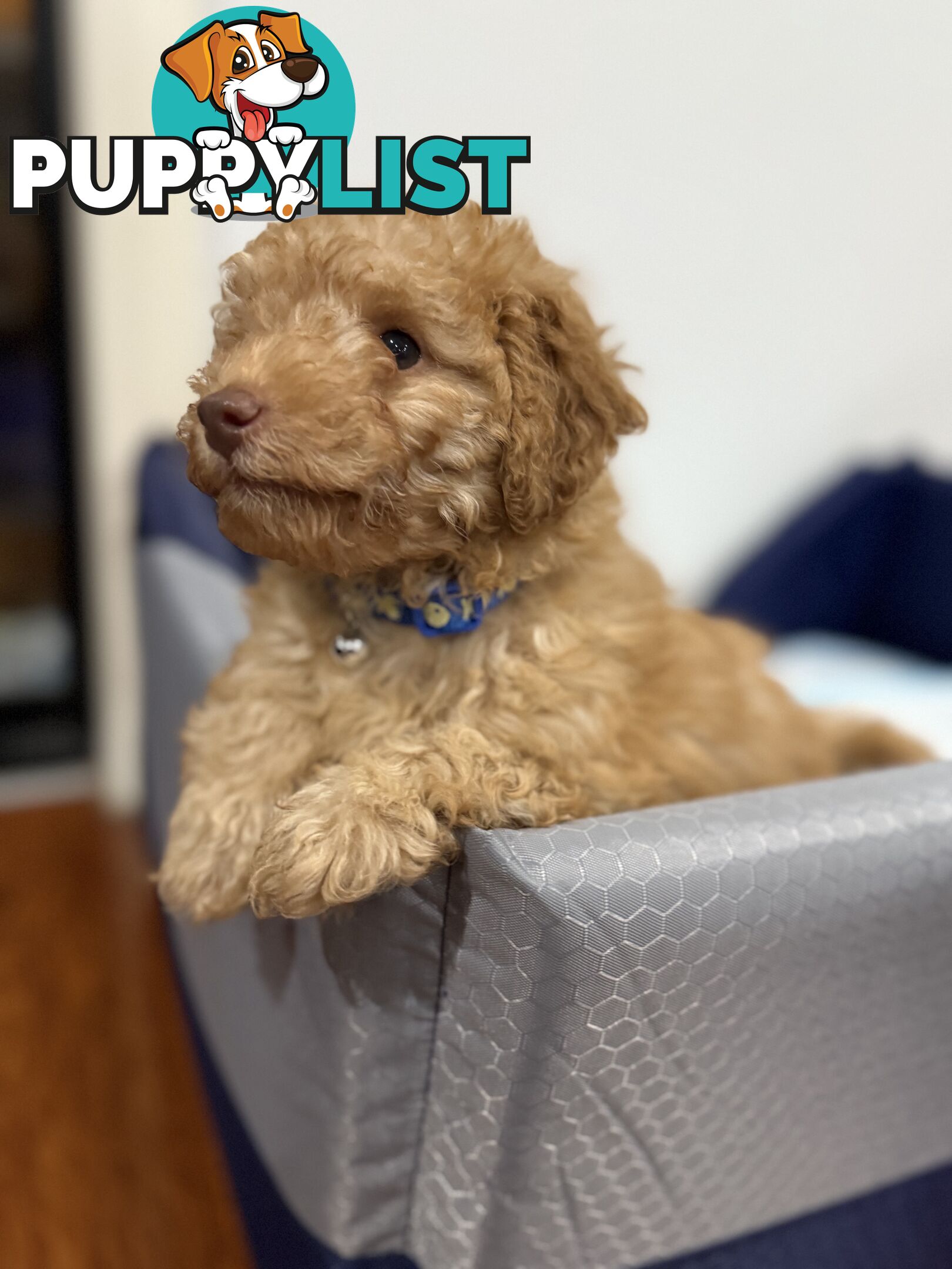Purebred toy poodles