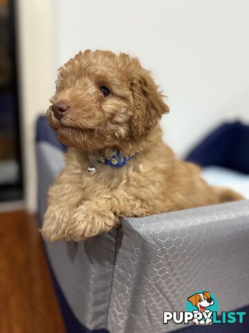 Purebred toy poodles
